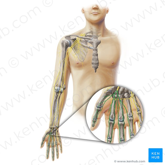 Ramos digitais do nervo mediano (Rami digitales nervi mediani); Imagem: Paul Kim