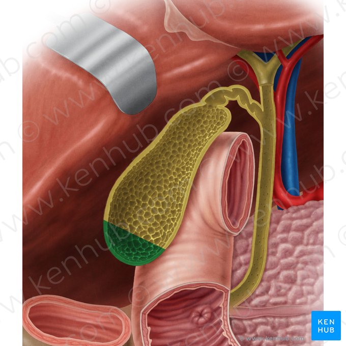 Fondo de la vesícula biliar (Fundus vesicae biliaris); Imagen: Samantha Zimmerman