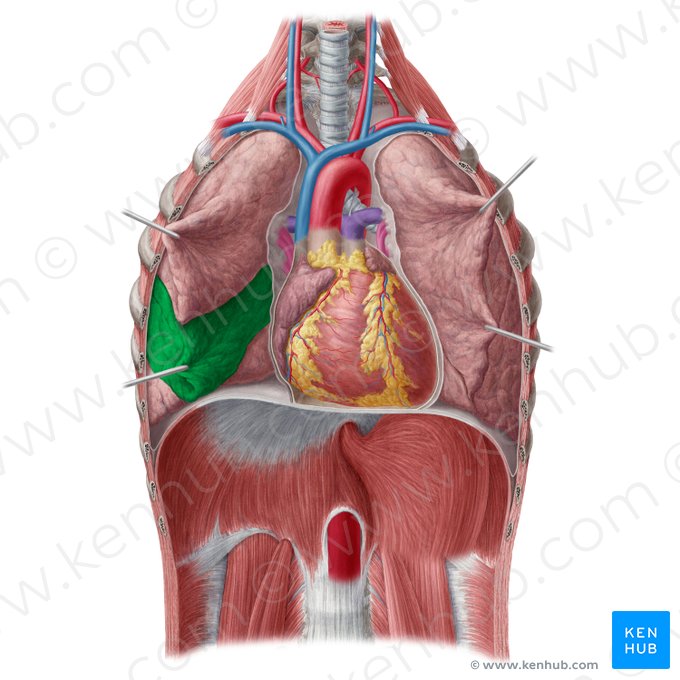 Lobus medius pulmonis dextri (Mittellappen der rechten Lunge); Bild: Yousun Koh
