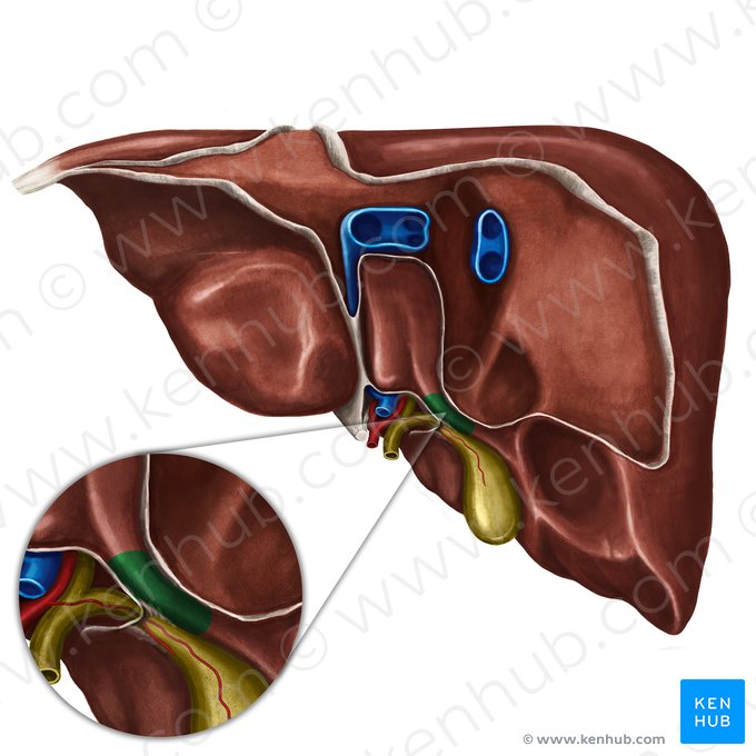 Proceso caudado del hígado (Processus caudatus hepatis); Imagen: Irina Münstermann