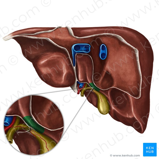 Processo caudado do fígado (Processus caudatus hepatis); Imagem: Irina Münstermann