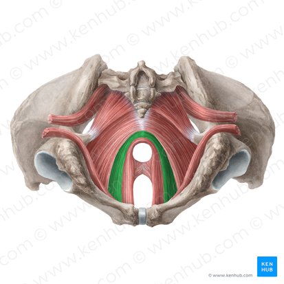 Músculo pubococcígeo (Musculus pubococcygeus); Imagem: Liene Znotina