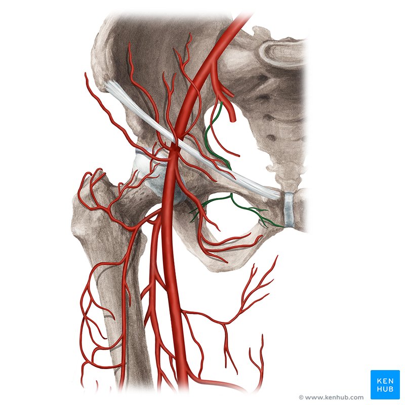 Obturator artery (Arteria obturatoria)