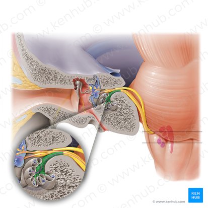 Cochlear nerve (Nervus cochlearis); Image: Paul Kim