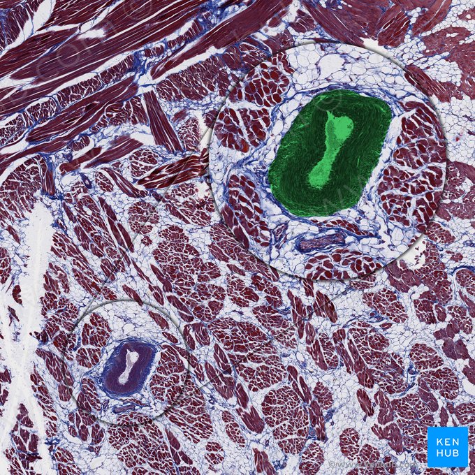 Branch of lingual artery (Ramus arteriae lingualis); Image: 