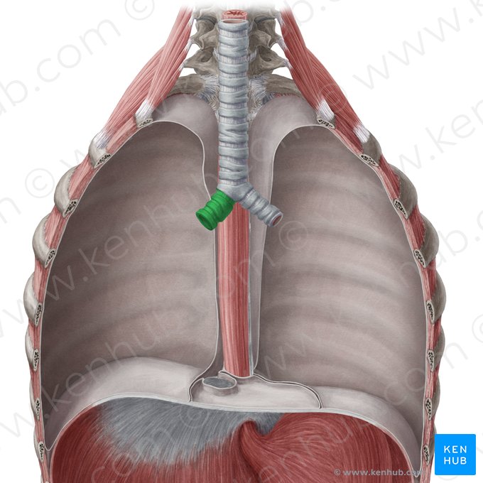 Bronquio principal derecho (Bronchus principalis dexter); Imagen: Yousun Koh