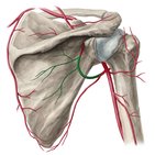 Circumflex scapular artery