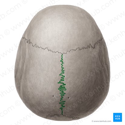 Sagittal suture (Sutura sagittalis); Image: Yousun Koh