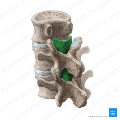 Ligamentos amarillos (Ligamenta flava); Imagen: Liene Znotina