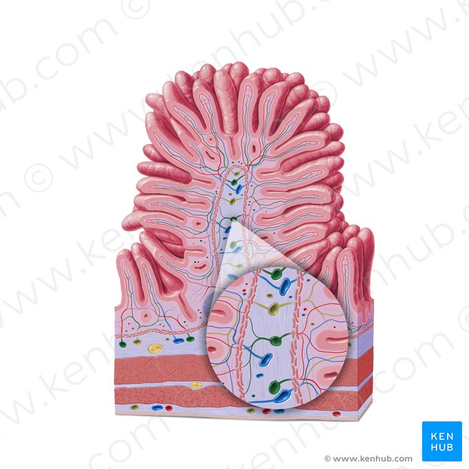 Artéria submucosa (Arteria submucosae); Imagem: Paul Kim