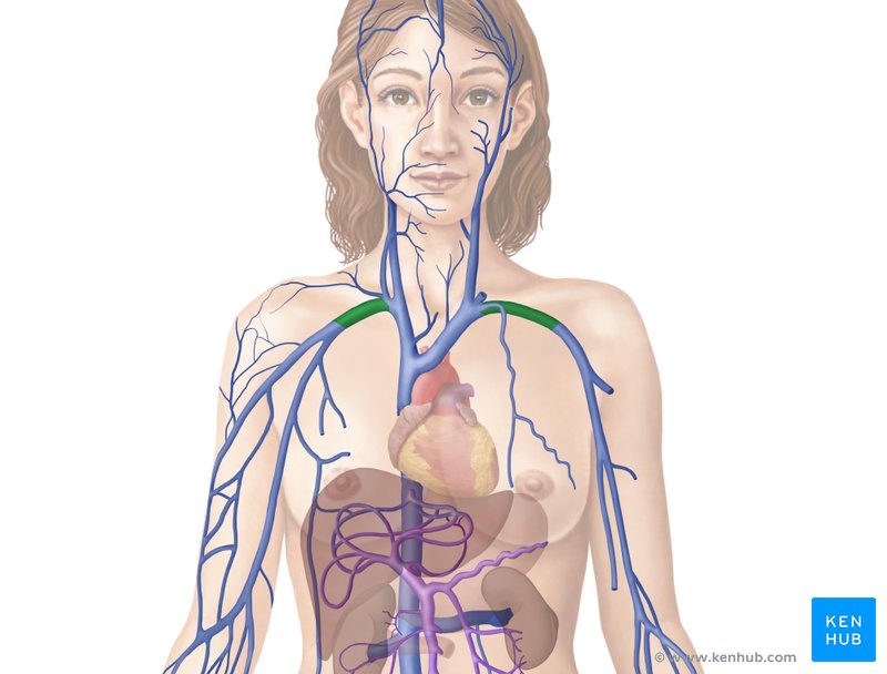 Subclavian vein - anterior view