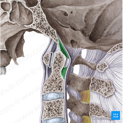 Longitudinal bands of cruciform ligament (Fasciculi longitudinales ligamenti cruciformis); Image: Liene Znotina