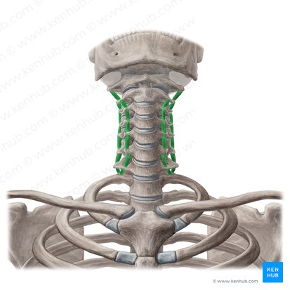 Músculos intertransversários do pescoço (Musculi intertransversarii colli); Imagem: Yousun Koh