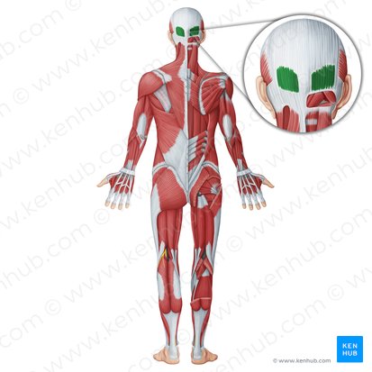 Músculo occipitofrontal (Musculi occipitofrontalis); Imagem: Irina Münstermann