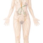Nervios, vasos y estructuras linfáticas del abdomen