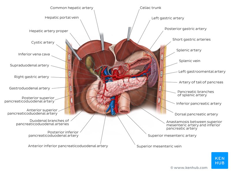 Blood supply of the pancreas: Diagram