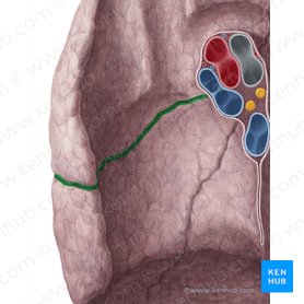 Horizontal fissure of right lung (Fissura horizontalis pulmonis dextri); Image: Yousun Koh