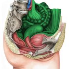 Peritoneum und Peritonealhöhle