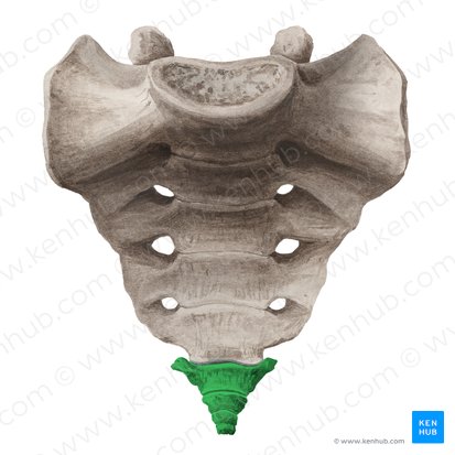 Coccyx (Os coccygis); Image: Liene Znotina