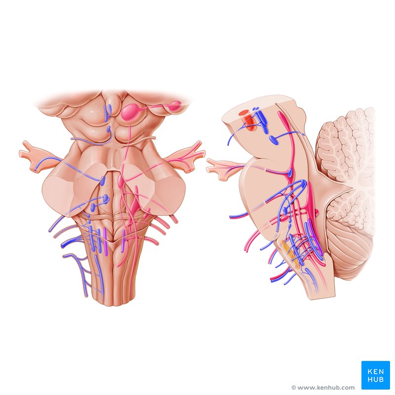 Anatomy of cranial nerve nuclei