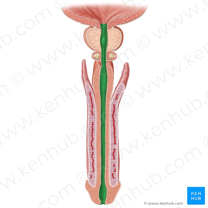 Urethra masculina (Männliche Harnröhre); Bild: Samantha Zimmerman