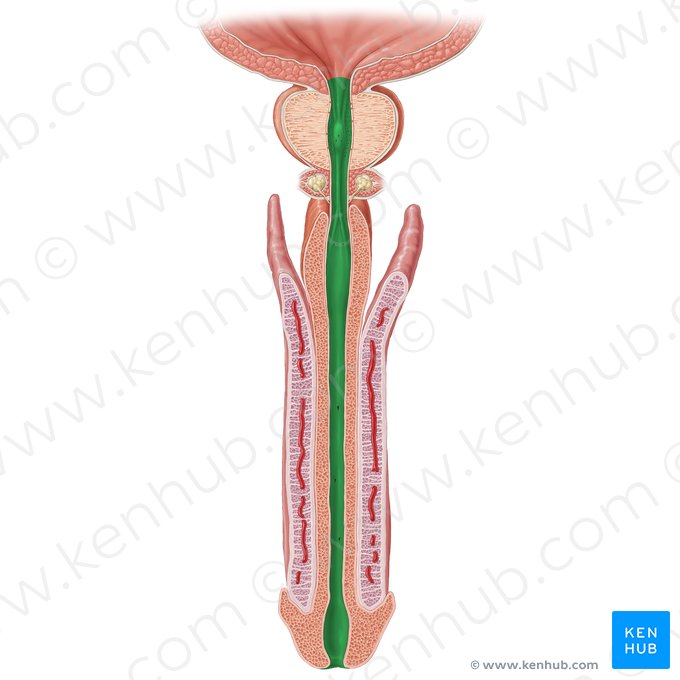 Uretra masculina (Urethra masculina); Imagen: Samantha Zimmerman