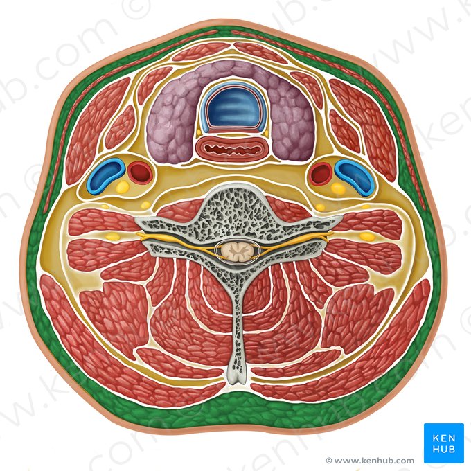 Tecido cervical subcutâneo (Tela subcutanea cervicalis); Imagem: Irina Münstermann