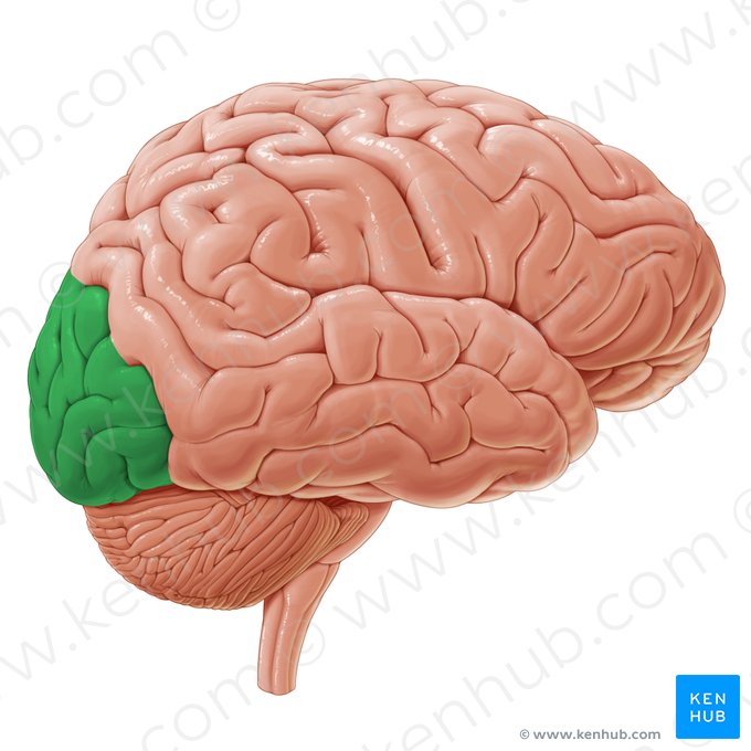 Occipital lobe (Lobus occipitalis); Image: Paul Kim