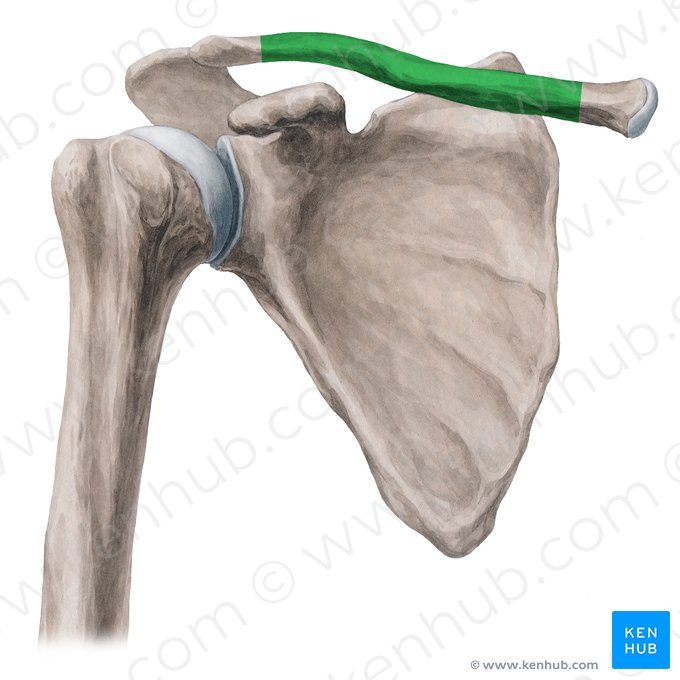 Corpo da clavícula (Corpus claviculae); Imagem: Yousun Koh