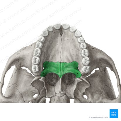 Palatine bone (Os palatinum); Image: Yousun Koh