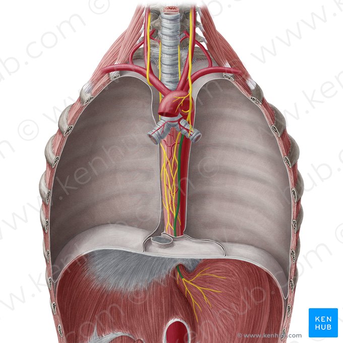 Tronc vagal antérieur (Truncus vagalis anterior); Image : Yousun Koh