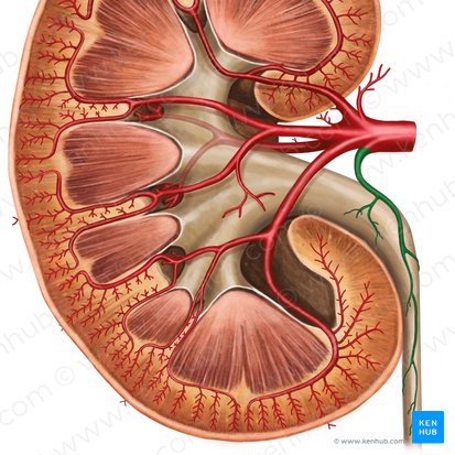 Rama ureteral de la arteria renal (Ramus uretericus arteriae renalis); Imagen: Irina Münstermann