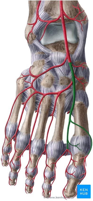Dorsal artery of the foot - ventral view