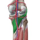 Musculus popliteus