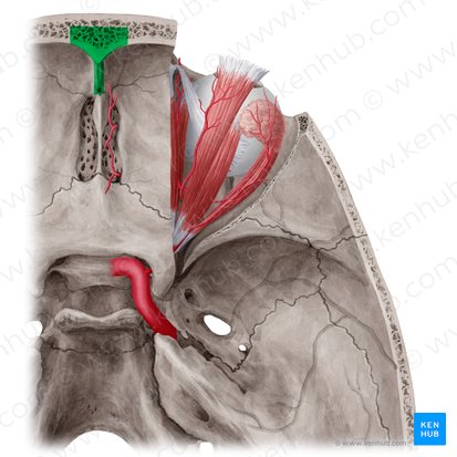 Frontal crest (Crista frontalis); Image: Yousun Koh