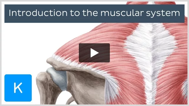 thoracic spine  Musculoskeletal Key