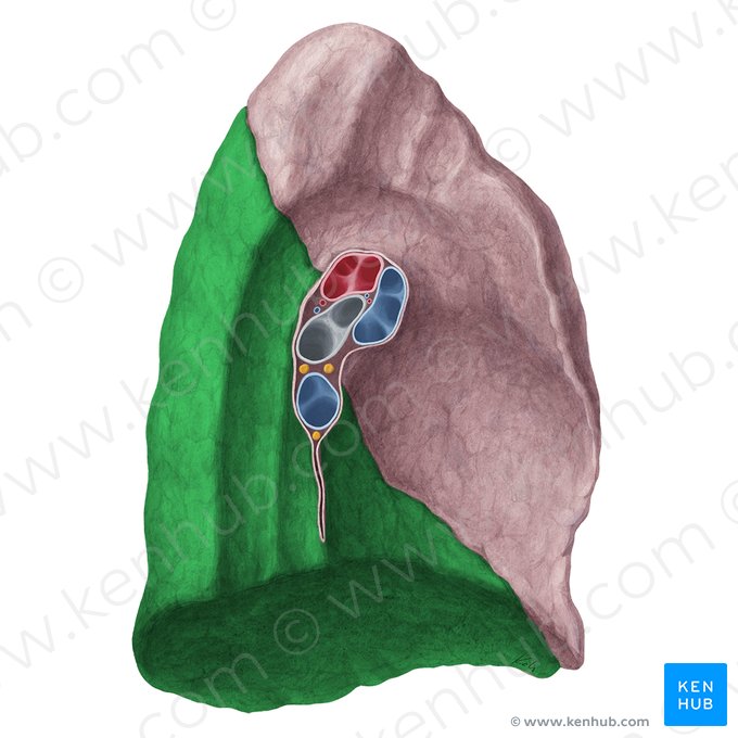 Lobo inferior do pulmão (Lobus inferior pulmonis); Imagem: Yousun Koh