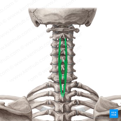 Músculo espinal do pescoço (Musculus spinalis cervicis); Imagem: Yousun Koh