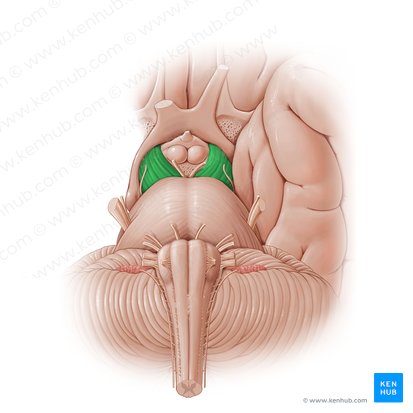 Pedúnculo cerebral (Pedunculus cerebri); Imagen: Paul Kim