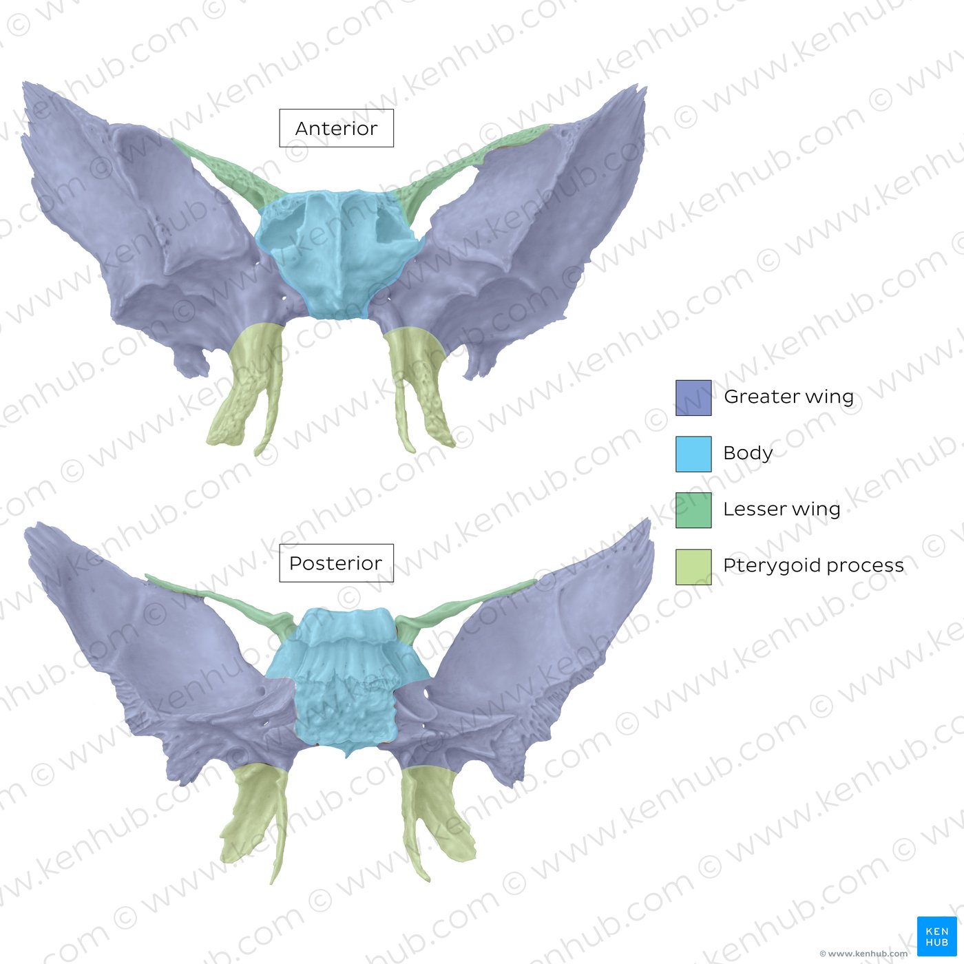 Parts of the sphenoid bone