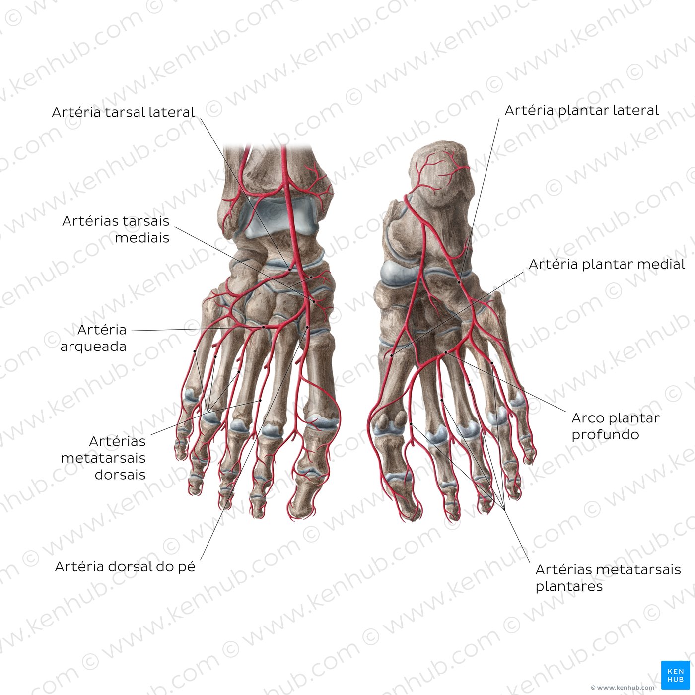 Artérias dos pés