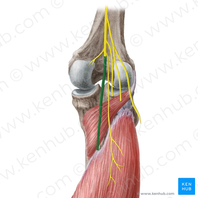 Tibial nerve (Nervus tibialis); Image: Liene Znotina