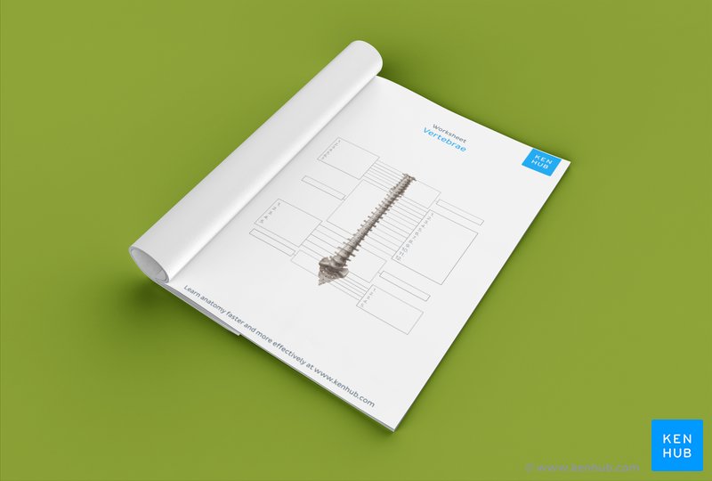 Unlabeled diagram of the spine (download free PDF below!)