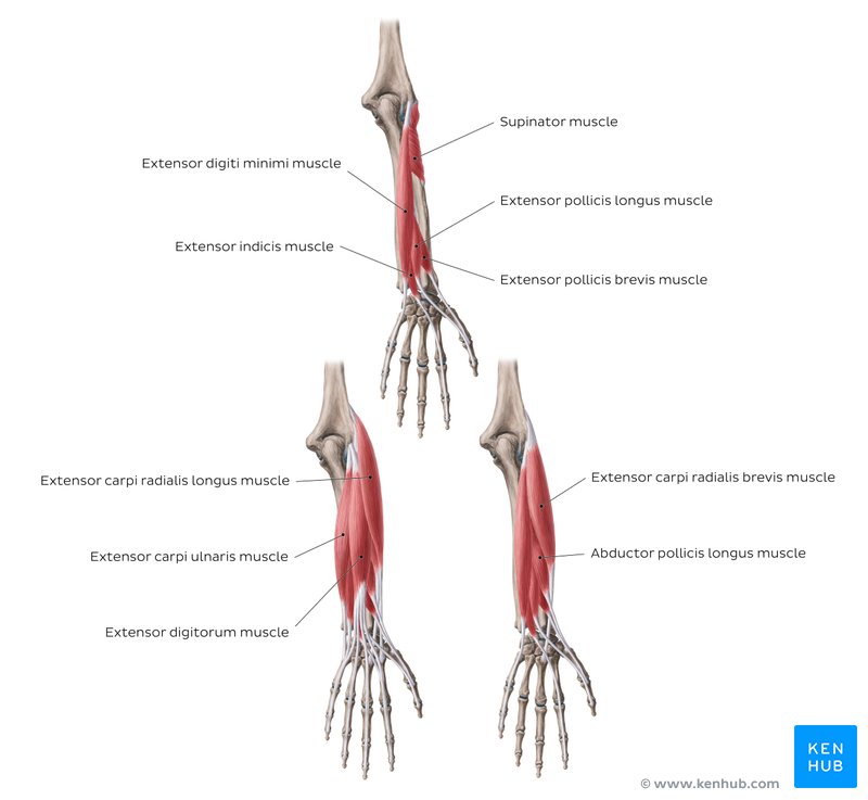 Extensor muscles of the forearm - review