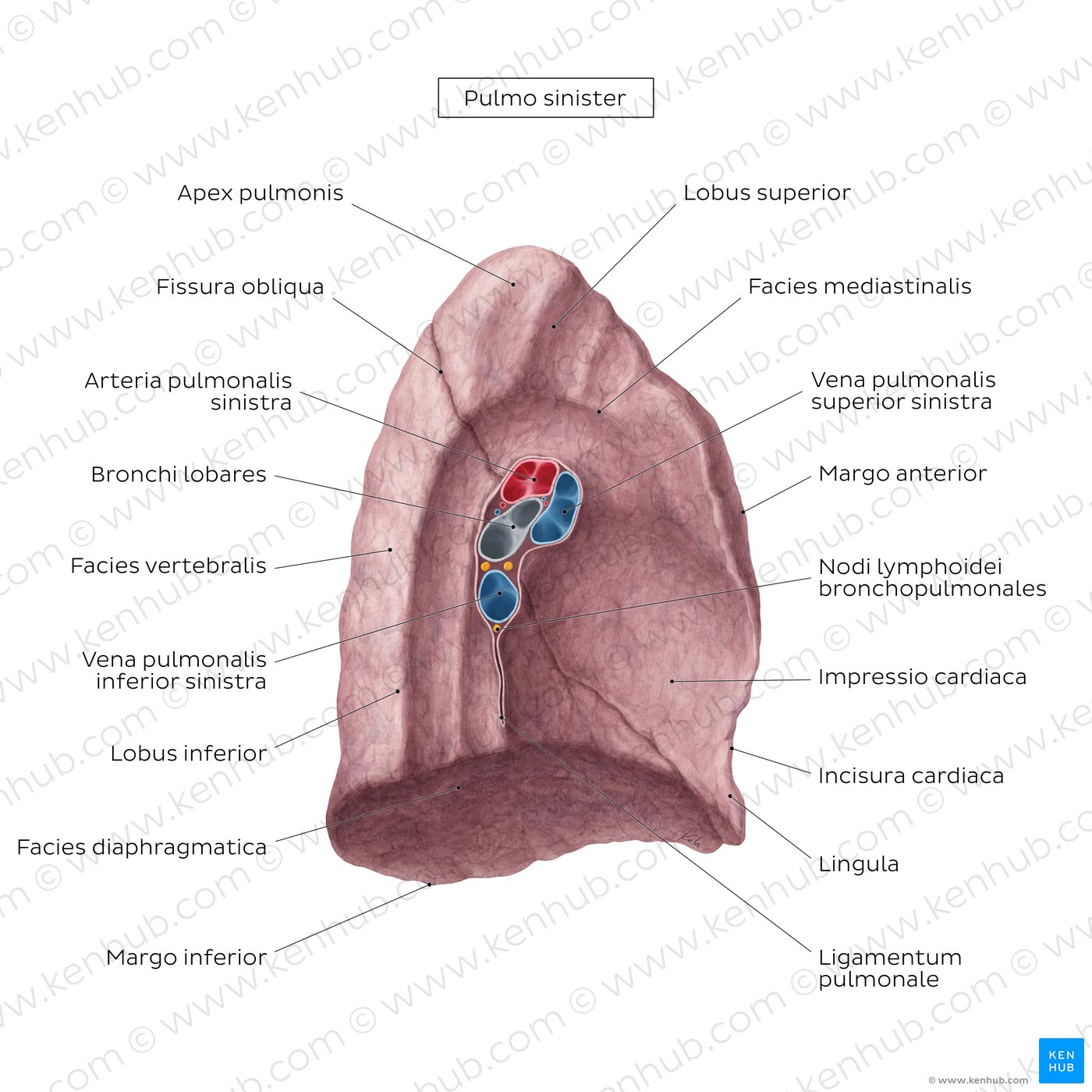Mediale Ansicht der linken Lunge