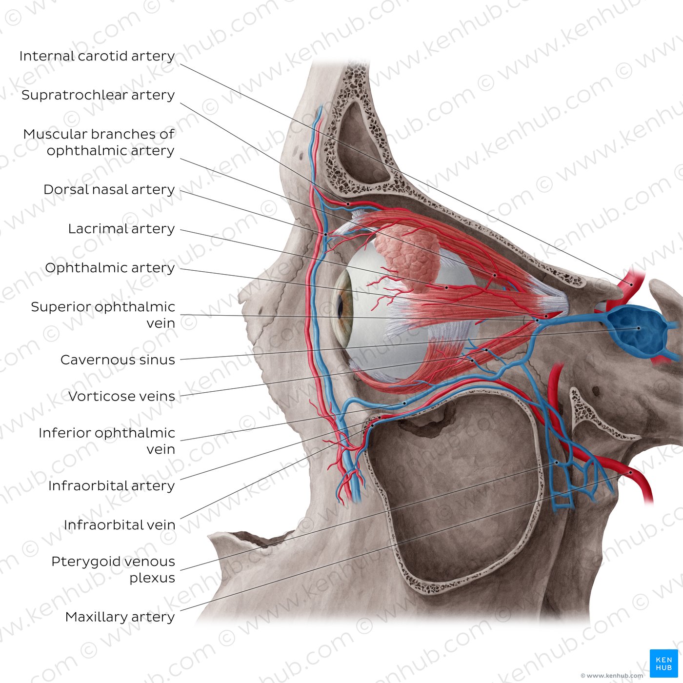 Arteries and veins of orbit (Lateral view)