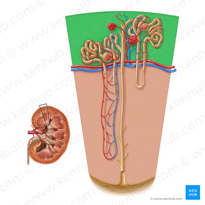 Córtex renal (Cortex renis); Imagem: Paul Kim