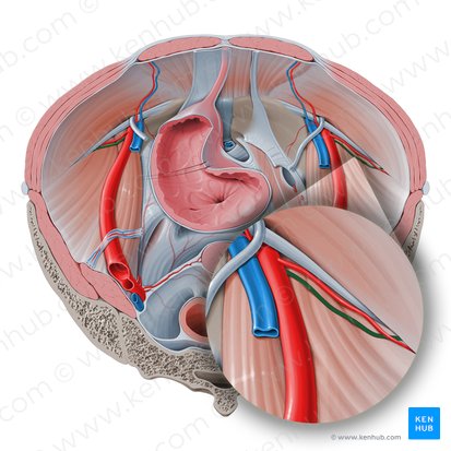 Vena circumflexa iliaca profunda (Tiefe Darmbeinkranzvene); Bild: Paul Kim