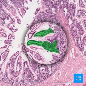 Intestinal villus (Villus intestinalis); Image: 