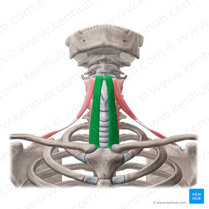 Músculo esterno-hióideo (Musculus sternohyoideus); Imagem: Yousun Koh